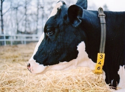 食べものの呼吸